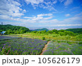 北海道幌見峠のラベンダー園 105626179