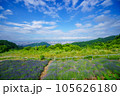 北海道幌見峠のラベンダー園 105626180