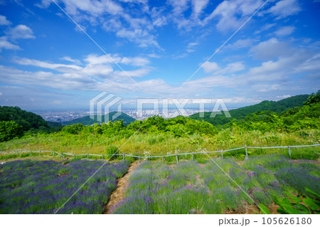 北海道幌見峠のラベンダー園 105626180