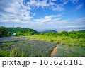 北海道幌見峠のラベンダー園 105626181