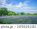 北海道幌見峠のラベンダー園 105626182