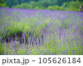美しいラベンダー 105626184