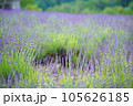 美しいラベンダー 105626185