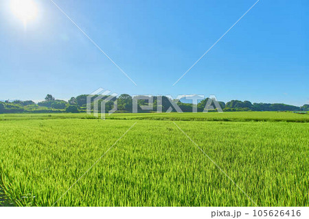 8月夏の筑波山 105626416