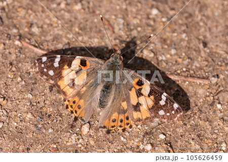 A burdock butterfly sits in the sun on sandy soil. Painted lady or butterfly Vanessa cardui on a gray background 105626459