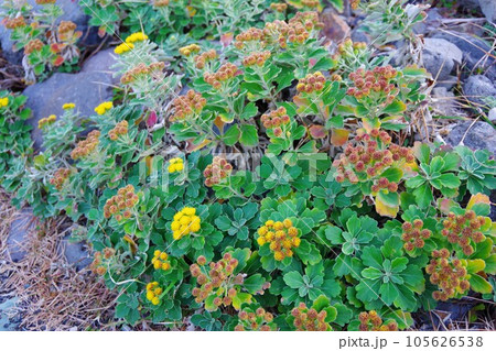 イソギク　磯菊 105626538