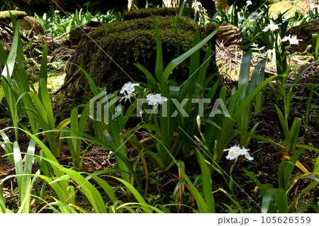 朽ちた木の根にシャガの花 朽ちた木の根にシャガの花 105626559