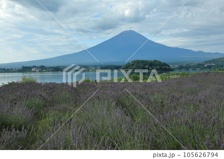 早朝のラベンダー咲く河口湖大石公園と夏富士　山梨県河口湖町 105626794