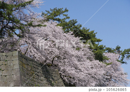 福井城跡の石垣に咲く桜 福井城跡の石垣に咲く桜 105626865