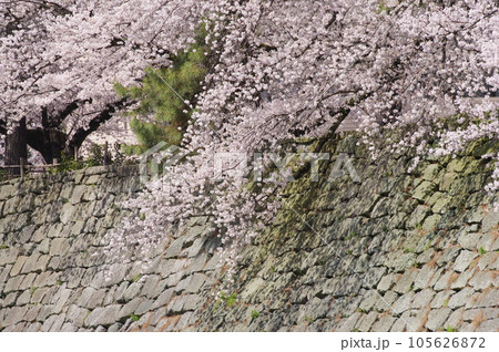 福井城跡の石垣に咲く桜 福井城跡の石垣に咲く桜 105626872