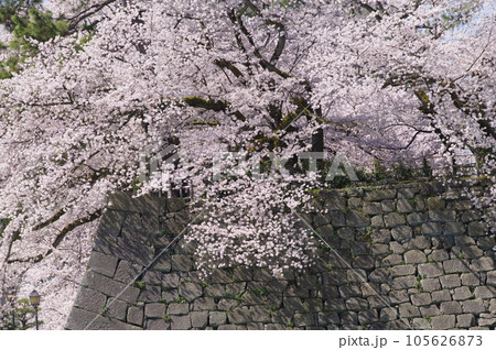 福井城跡の石垣に咲く桜 105626873