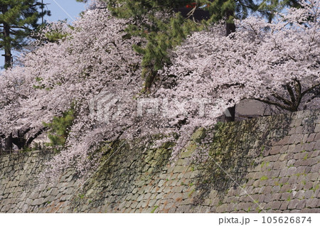 福井城跡の石垣に咲く桜 105626874