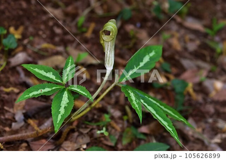 マムシグサ 105626899