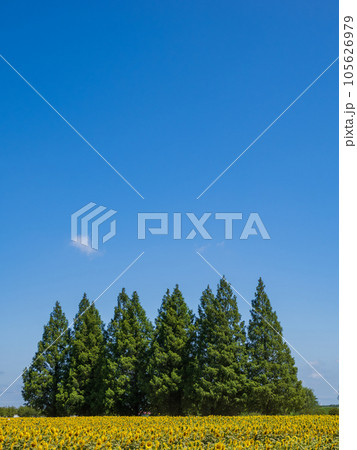 夏の青空の下 ヒマワリ畑とメタセコイアのある風景【千葉県柏市 あけぼの山農業公園】 夏の青空の下 ヒマワリ畑とメタセコイアのある風景【千葉県柏市 あけぼの山農業公園】 105626979