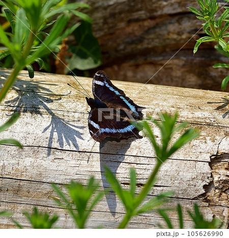 ルリタテハ 105626990