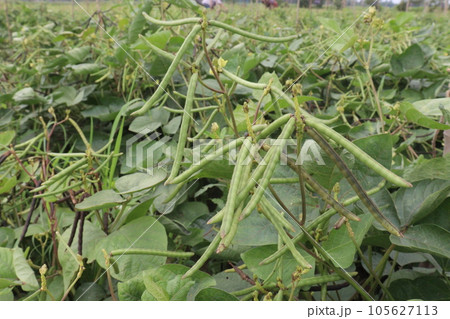 mung bean on tree in farm 105627113