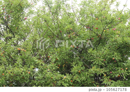 Apricot fruit on tree in farm for harvest 105627178