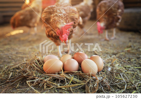 chicken with raw organic eggs on ground from local animals chicken farm for food living life. good raw food for people concept. 105627230