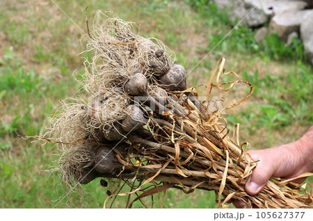 Garlic harvest in dry summer, smaller garlic due to water shortages 105627377
