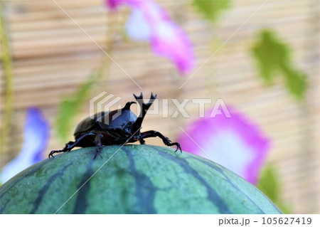 朝顔の花を背景にしたスイカの上で可愛く見つめるカブトムシのオス 105627419