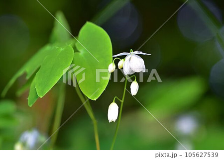 バイカイカリソウ 105627539