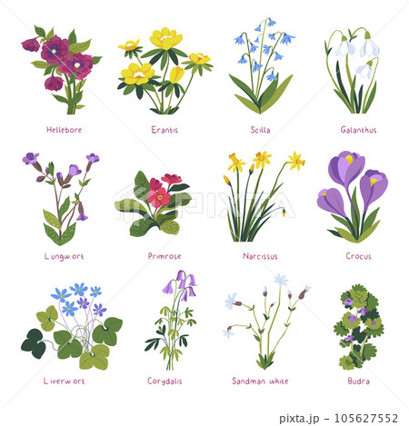 Spring flowers in blossom, primrose and crocus 105627552