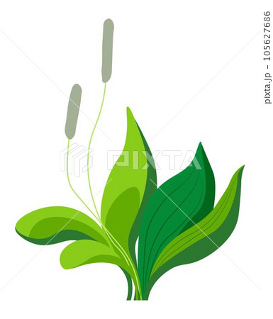 Plantain with leaves and flowers in blossom vector 105627686