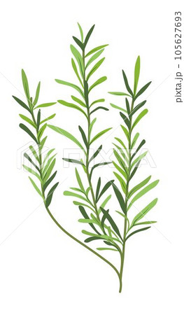 Grass or herb, natural and organic botany decor 105627693