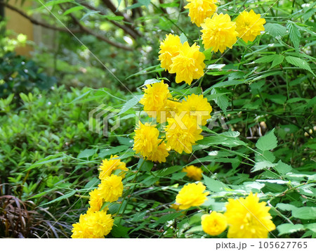 黄色が鮮やかな京都大原三千院のヤエヤマブキ 黄色が鮮やかな京都大原三千院のヤエヤマブキ 105627765