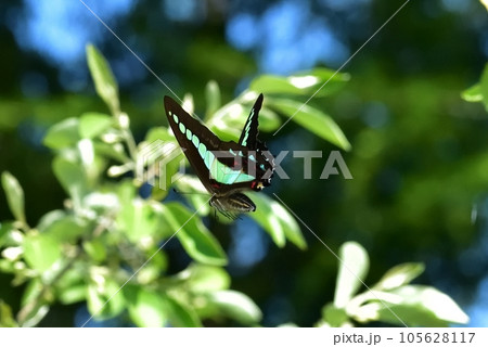 アオスジアゲハ 105628117