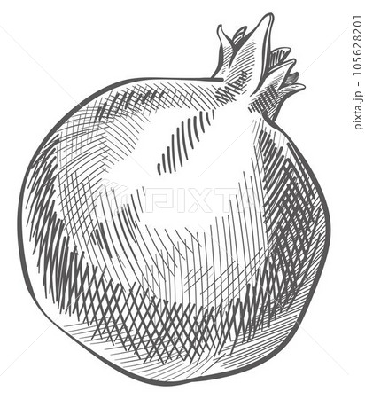 Pomegranate fruit, tasty and organic food sketch Pomegranate fruit, tasty and organic food sketch 105628201