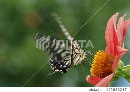 赤い花に止まる瞬間のアゲハ蝶 105628217
