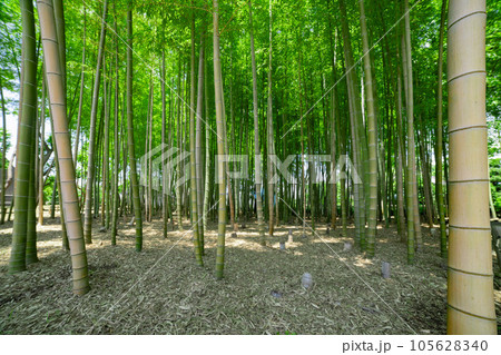 大門竹の子公園の新緑の竹林【エコイメージ】 大門竹の子公園の新緑の竹林【エコイメージ】 105628340
