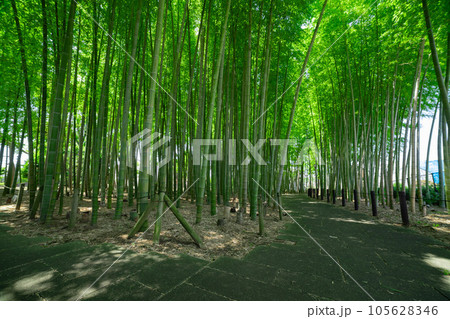 大門竹の子公園の新緑の竹林【エコイメージ】 大門竹の子公園の新緑の竹林【エコイメージ】 105628346