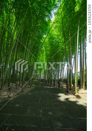 大門竹の子公園の新緑の竹林【エコイメージ】 大門竹の子公園の新緑の竹林【エコイメージ】 105628350