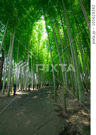 大門竹の子公園の新緑の竹林【エコイメージ】 105628362