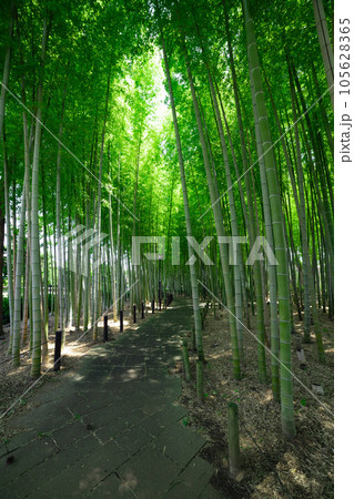 大門竹の子公園の新緑の竹林【エコイメージ】 105628365