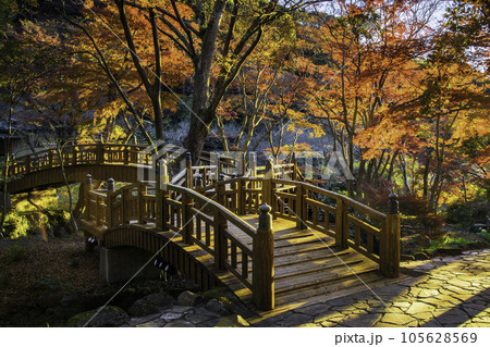 熱海の紅葉 熱海の紅葉 105628569