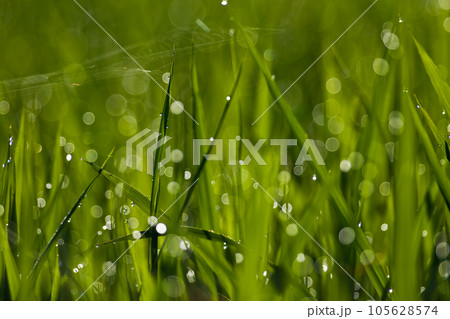 朝露に濡れるキラキラ光る草① 朝露に濡れるキラキラ光る草① 105628574