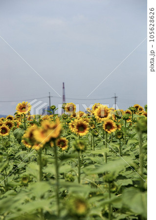 空に向かって 105628626