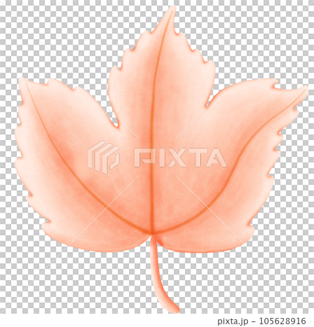 Colorful Maple Leaf Illustration in Watercolor 105628916