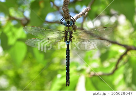 クロスジギンヤンマ 105629047