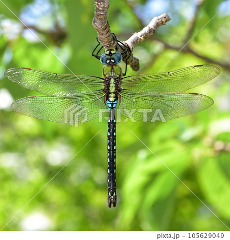 クロスジギンヤンマ 105629049