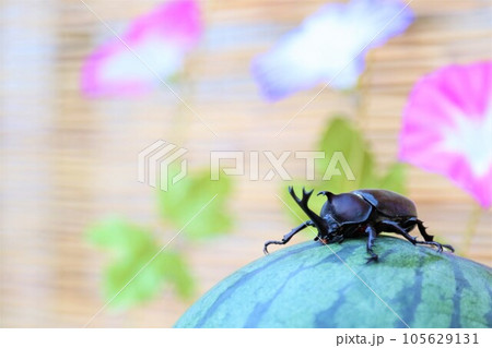 朝顔の花を背景にしたスイカに登って可愛く見つめるカブトムシの男の子 朝顔の花を背景にしたスイカに登って可愛く見つめるカブトムシの男の子 105629131