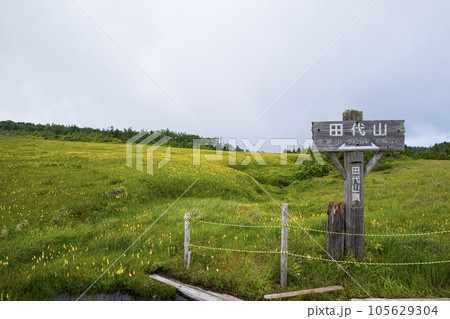 田代山　山頂付近のお花畑 105629304
