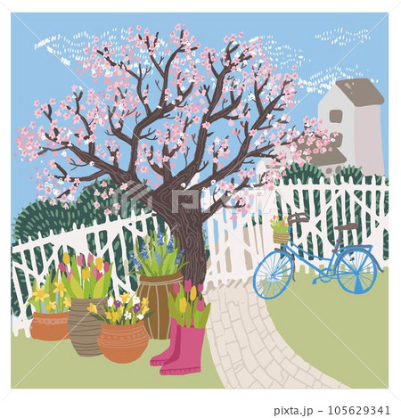 Garden or yard by house, sakura tree in spring Garden or yard by house, sakura tree in spring 105629341