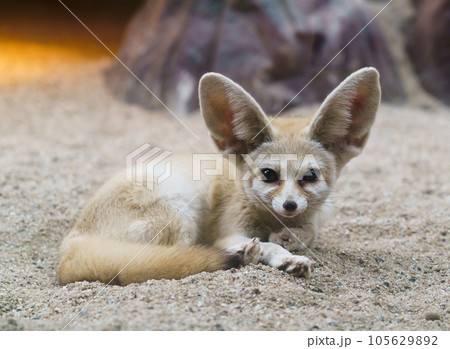 fennec fox (Vulpes zerda) 105629892