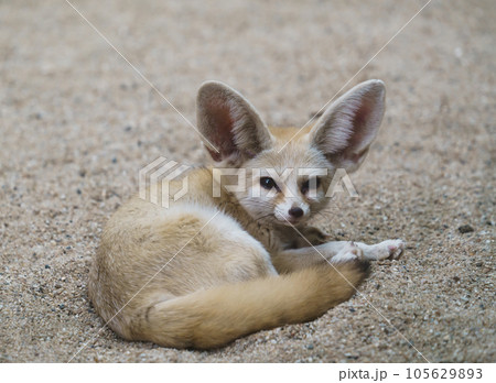 fennec fox (Vulpes zerda) fennec fox (Vulpes zerda) 105629893