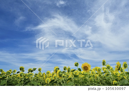 花の裏面から見るヒマワリの花畑に青空と雲 105630097