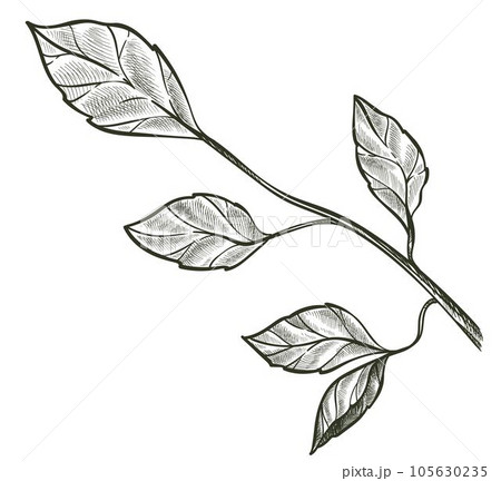Twig with leaves, decorative branch with foliage Twig with leaves, decorative branch with foliage 105630235